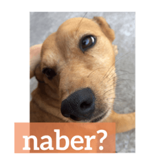 [LINEスタンプ] ブラジル半野良犬リリー。トルコ語