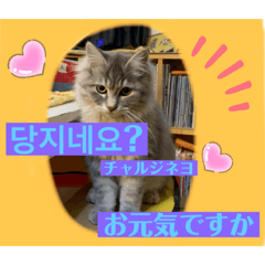 [LINEスタンプ] 日本語と韓国語と