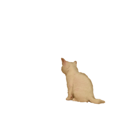 [LINEスタンプ] かぶすけです。