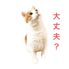 [LINEスタンプ] おデブ猫ルナくん
