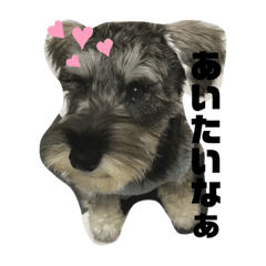 [LINEスタンプ] チャック・バスのスタンプ