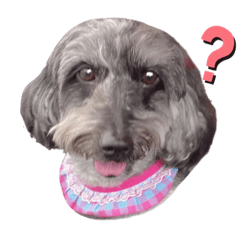 [LINEスタンプ] ラピ子の日常