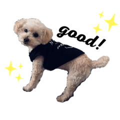 [LINEスタンプ] 我家のdog③