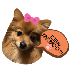 [LINEスタンプ] ポメ犬茶々〜日常会話〜ご飯＆お願い