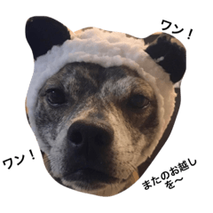 [LINEスタンプ] ウチの看板犬ぷぅーちゃん