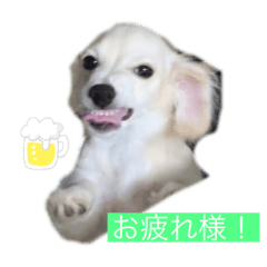 [LINEスタンプ] チワックスのみかん