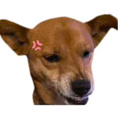 [LINEスタンプ] ちびたの生活
