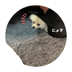 [LINEスタンプ] 犬氏おまけ