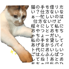 [LINEスタンプ] うちのにゃんず。ぱぁと2。