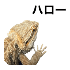 [LINEスタンプ] フトアゴヒゲトカゲのぷんさん！