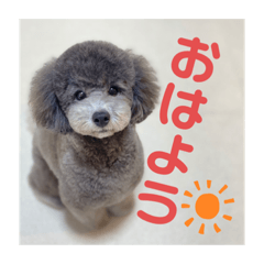 [LINEスタンプ] ぎんじの日常