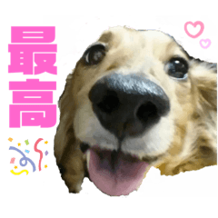 [LINEスタンプ] まろりーんこ