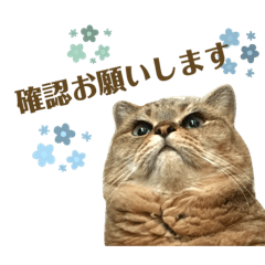 [LINEスタンプ] momi 敬語スタンプ