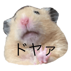 [LINEスタンプ] ハムちゃんのすたんぷ