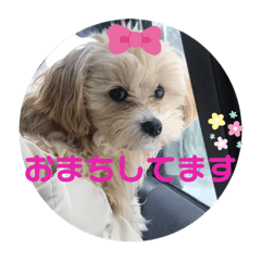 [LINEスタンプ] マルプーのベル    日常のあいさつ