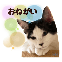 [LINEスタンプ] シロクロ  テンちゃん
