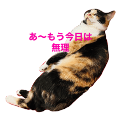 [LINEスタンプ] こけニャンスタンプ♡