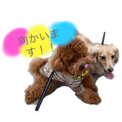 [LINEスタンプ] トイプードルとダックスフンド