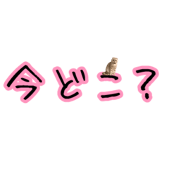 [LINEスタンプ] こんなとこにもネコ、こじたんver