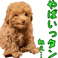 [LINEスタンプ] トイプードル ボッピ家語録2