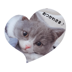 [LINEスタンプ] 困り顔の猫。しらたまちゃん日常スタンプ。