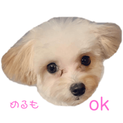 [LINEスタンプ] マルプーのメルモちゃん