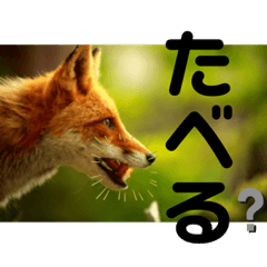[LINEスタンプ] フロの世界 キタキツネのルル編