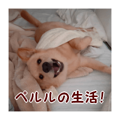 [LINEスタンプ] ペルル日誌スタンプ