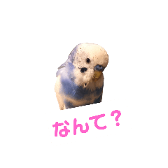 [LINEスタンプ] 幸せの青い鳥と笑う柴犬