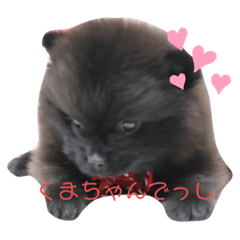 [LINEスタンプ] 黒ポメくまみ