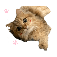 [LINEスタンプ] にゃんらいふ(白文字)