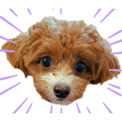 [LINEスタンプ] チワプーのたび