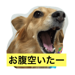[LINEスタンプ] チワックス（ダックス寄り）