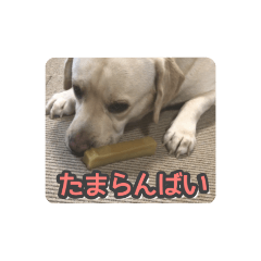 [LINEスタンプ] ヴィヴィラヴスタンプ③（博多弁）