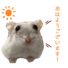 [LINEスタンプ] 日常で使える！出雲スタンプ