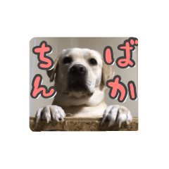 [LINEスタンプ] ヴィヴィラヴスタンプ②（博多弁ver.）