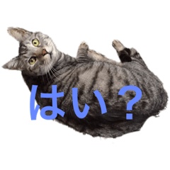 [LINEスタンプ] 世界一かわいいそらくん