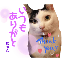 [LINEスタンプ] うちのきなこちゃんです