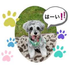 [LINEスタンプ] 世界一可愛いシュナウザー