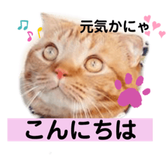 [LINEスタンプ] スコのジョニーちゃん♡デカ文字