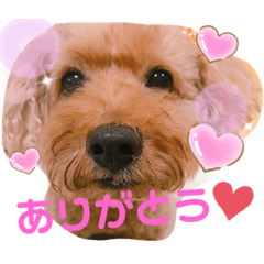 [LINEスタンプ] トイプードルのチャッピーさん