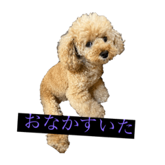 [LINEスタンプ] パニックプードルパニちゃん