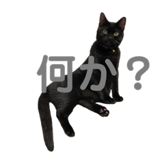 [LINEスタンプ] 愛猫しおんスタンプ