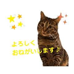 [LINEスタンプ] Karin_cat7 -イクラ、ゆず、ウニ、ゴマ-