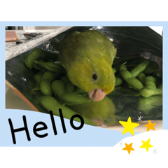 [LINEスタンプ] 向日葵茶2