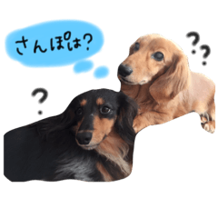 [LINEスタンプ] ちょこたるとの生活