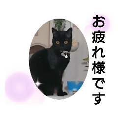 [LINEスタンプ] 黒猫にこちゃんの日常使いスタンプ