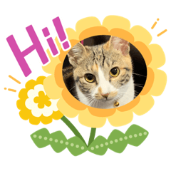 [LINEスタンプ] happy@みかん