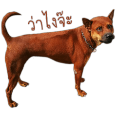 [LINEスタンプ] タイの犬