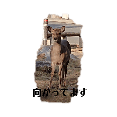 [LINEスタンプ] 写真を使って（1）の画像（メイン）